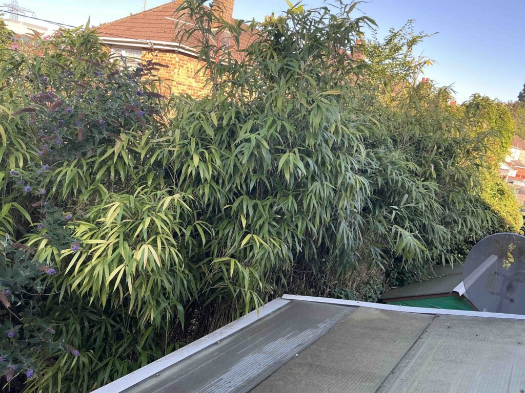 Bamboo Removal in Southampton