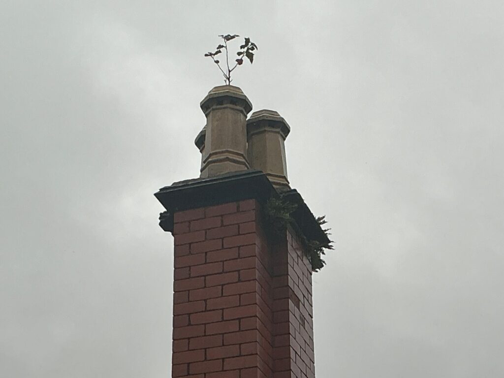 Damage caused by plants