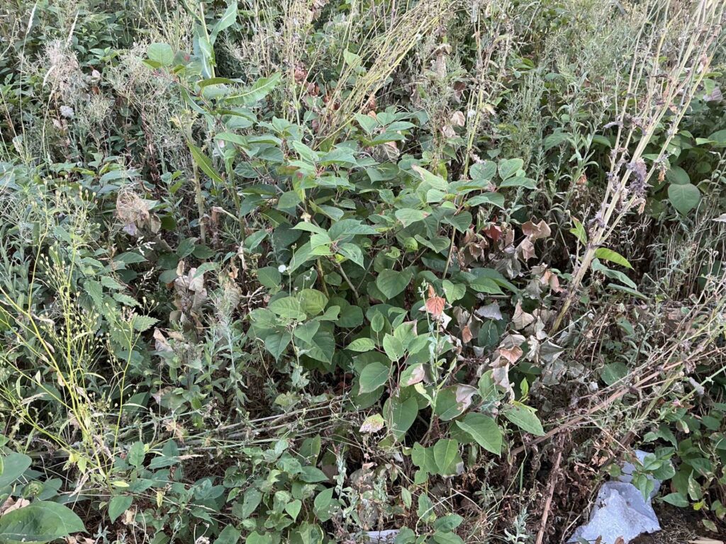 Expert Witness Reports in Cheshire