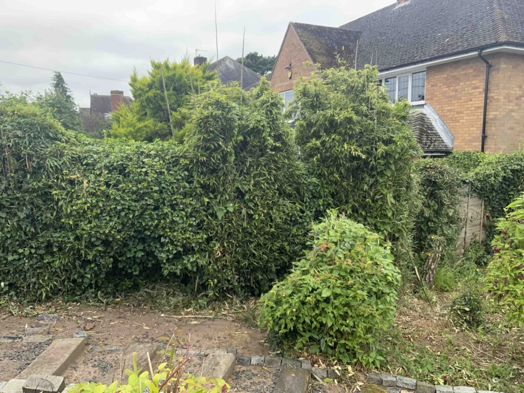 bamboo removal in hertfordshire