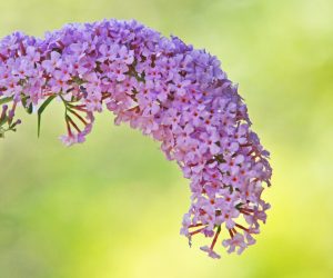 Buddleia in bloom for removal service site