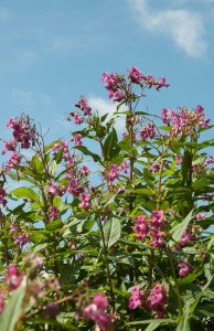 Himalayan balsam infestation spreading along unmanaged land requiring invasive weed removal