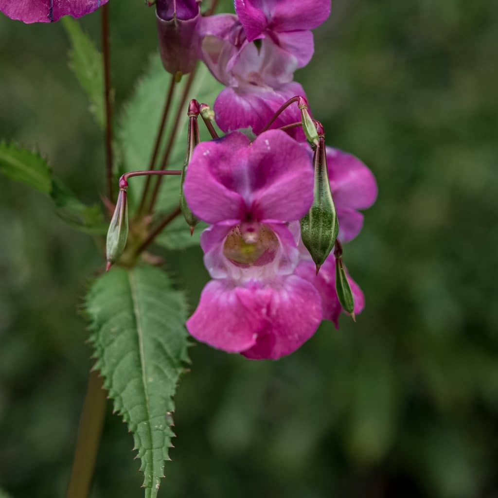 Himalayan Balsam England Scotland and Wales