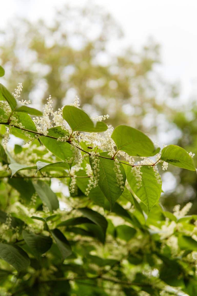 Japanese knotweed removal Wales