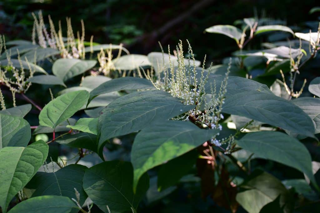 Japanese Knotweed leaves