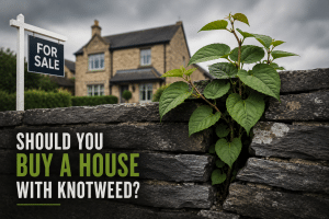 Japanese knotweed growing through a cracked stone wall outside a house for sale, representing property risks and buying concerns linked to invasive plants.