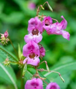 Himalayan Balsam cluster
