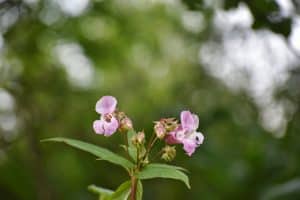 Light pink Himalayan Balsam