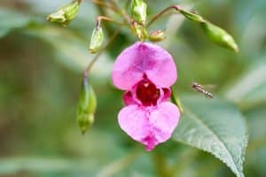 Singular Himalayan Balsam flower