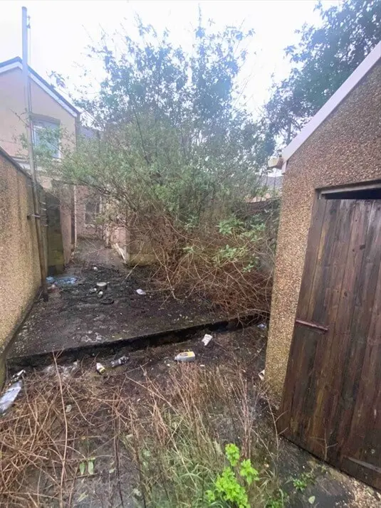 Buddleia damage to a garden property in Port Talbot. The invasive weed has grown through the fence.