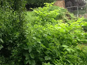 a clump of Japanese knotweed located in Staffordshire
