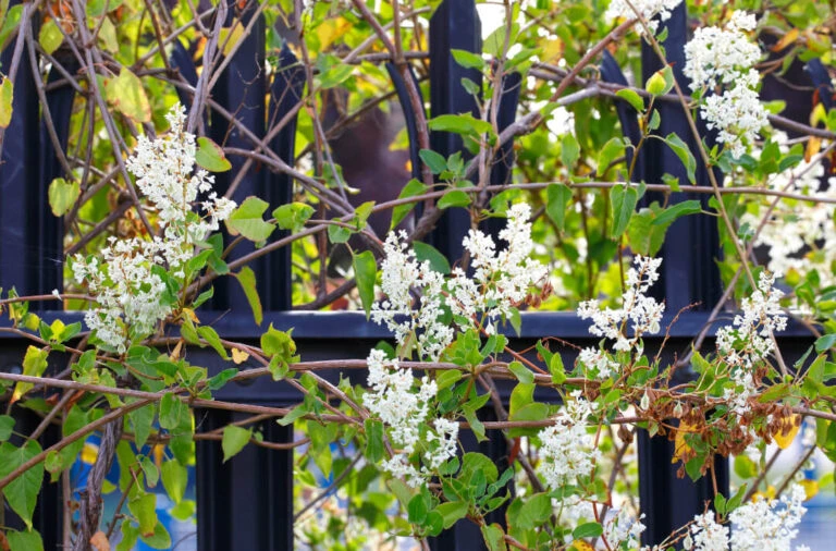 White flowering vine climbing a dark metal fence with green leaves.