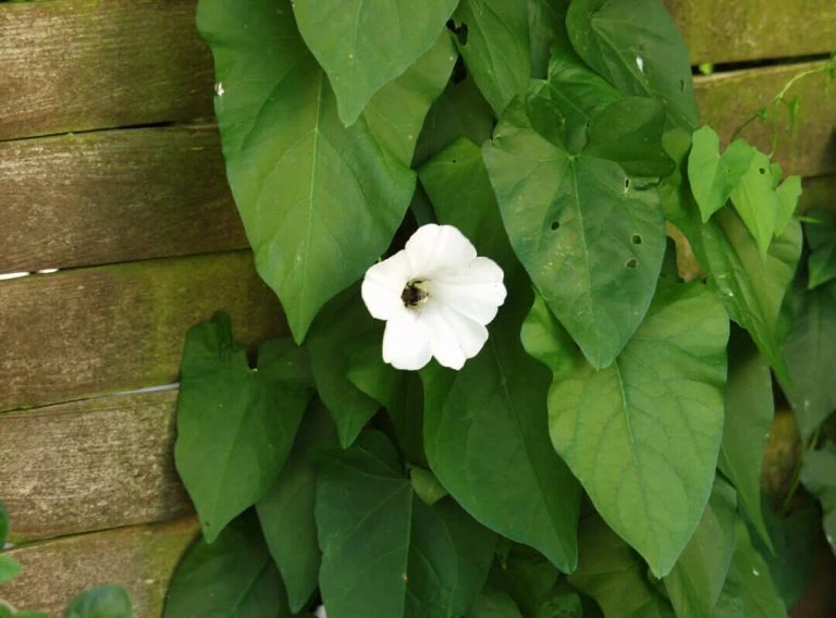 White five-petaled flower on a vine with large green leaves beside a wooden fence, sunny garden scene.