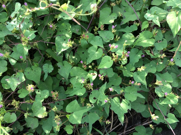 Ground-covering vine with heart-shaped green leaves and tiny pink-purple flower clusters along the stems.