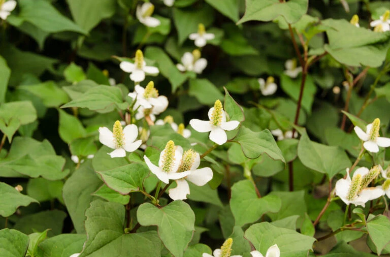 Dense green leaves with small white flowers and yellow central spikes.