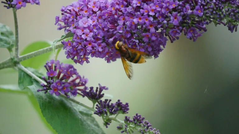 Bee gathering nectar from a cluster of small purple flowers (lilac blossoms)
