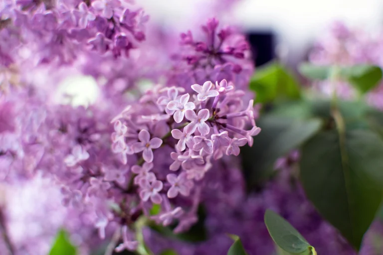 Close-up of light purple lilac blossoms clustered together in a soft-focus background.