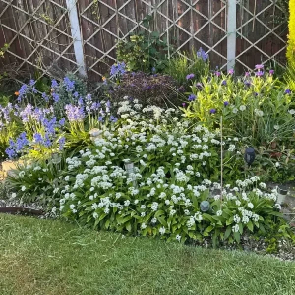 Flower bed with white and purple flowering plants beside a lattice fence and green lawn.