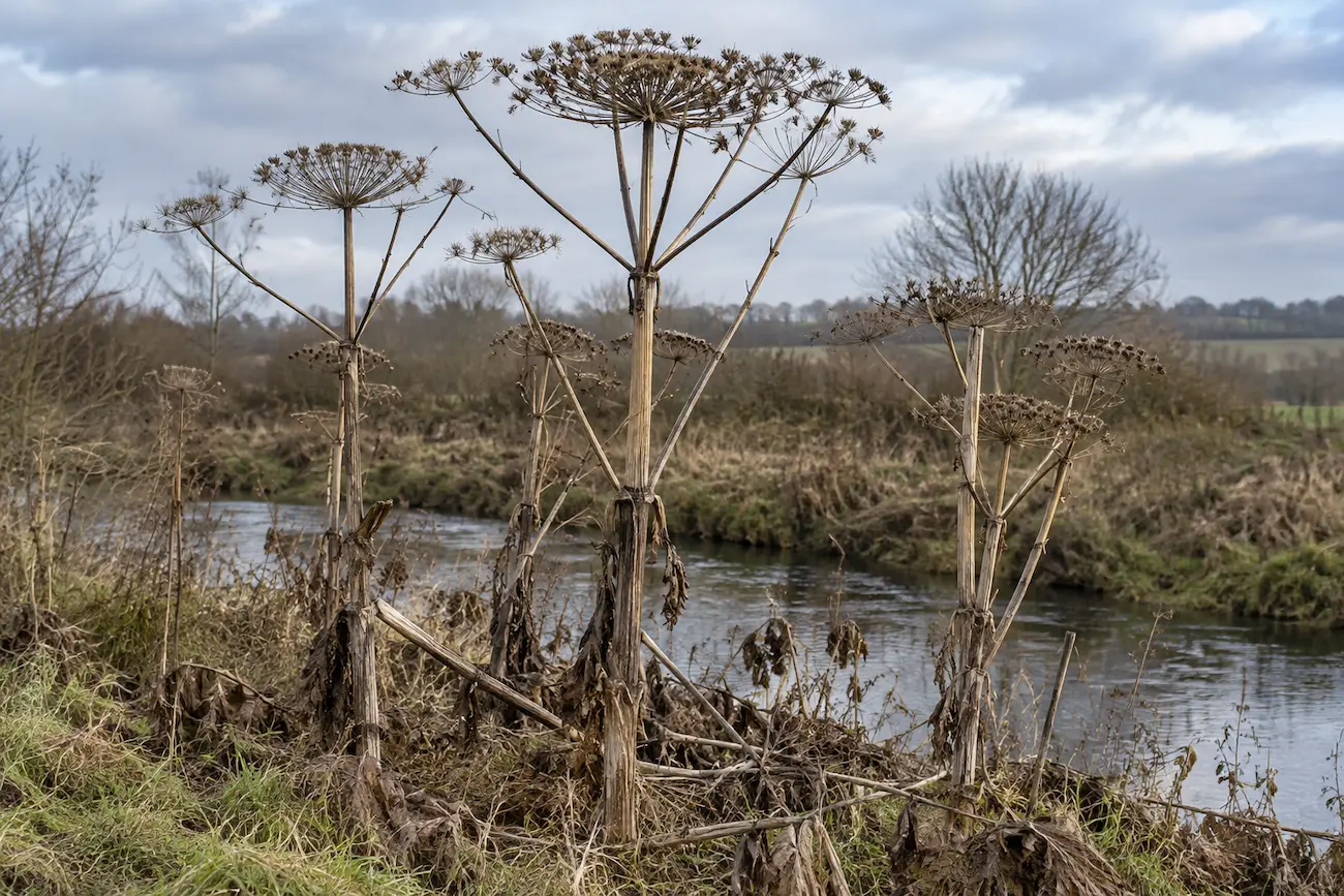 Tall dried umbel-like plants along a riverbank with leafless brush and a cloudy sky in the background.