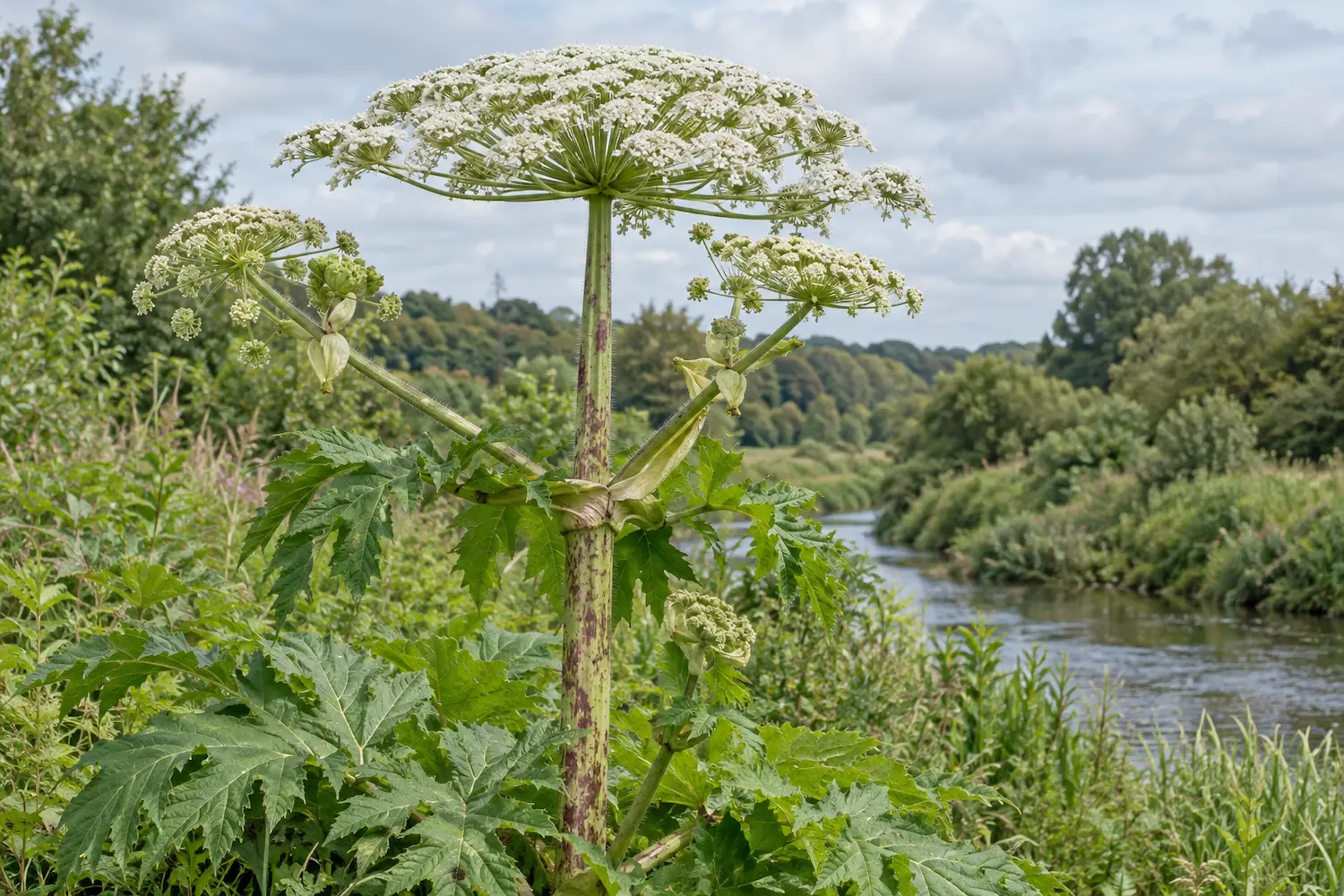 Tall plant with white umbrella-shaped flower clusters along a riverside, surrounded by large jagged green leaves and lush vegetation under a cloudy sky