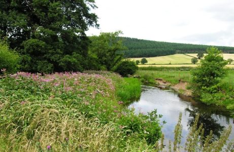 Himalayan Balsam in Staffordshire
