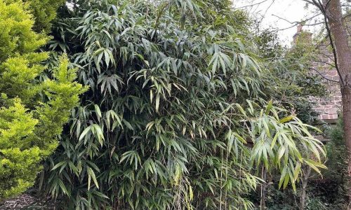bamboo removal in matlock