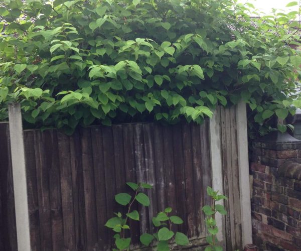 Getting a Mortgage with Japanese Knotweed can be difficult, so contact the experts