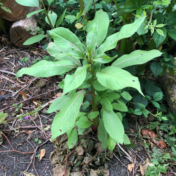 Himalayan Balsam about 30cm tall