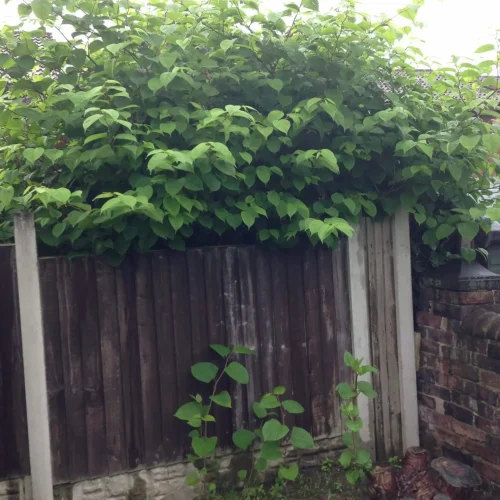 Japanese Knotweed grows in the corner of a garden