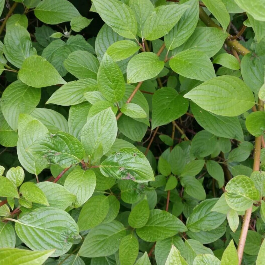 dense crown growth of Japanese Knotweed