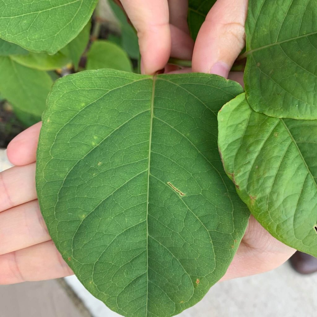Japanese Knotweed heart shaped leaf