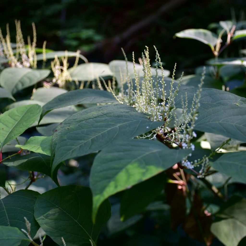 Cream white flower growth on shield shaped leaves