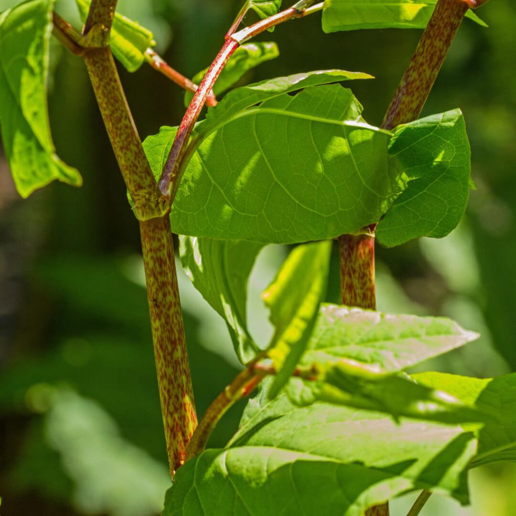 Japanese Knotweed has hollow stems and is coloured green with purple speckling