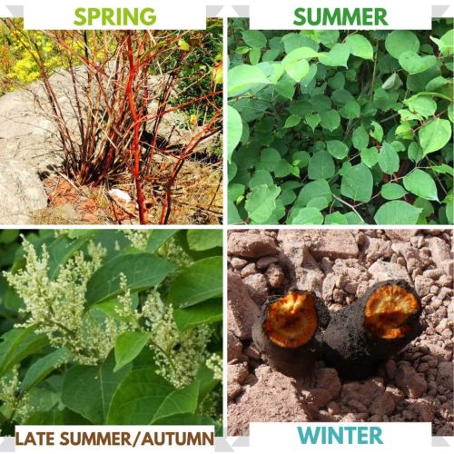 japanese knotweed through the seasons