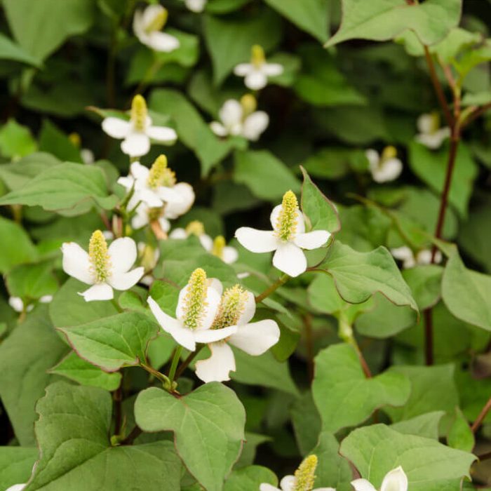 Dogwood in bloom with white flowers