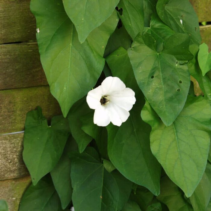 Bindweed with a single white flower and lots of leaves