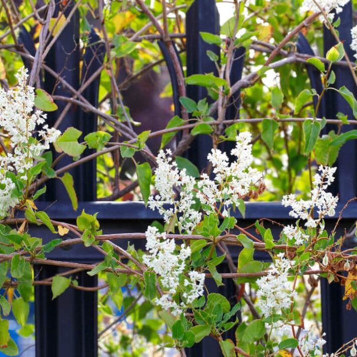 Pictures of invasive weeds