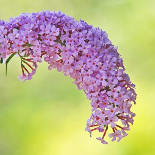 Buddleia is another invasive weed