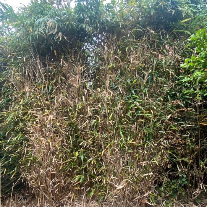 Bamboo that has died and looks mostly like canes